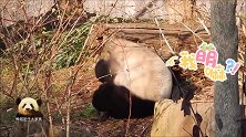 熊猫“宝宝”扭动着身体蹭痒不停，“液态式”卖萌可爱到极点