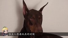 主人抢杜宾的玩具，杜宾的反应也太过分了，镜头记录全过程