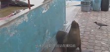 海狮每天去海鲜市场要鱼吃，不给鱼就不走，商贩都被逗笑了