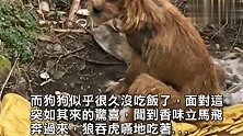 流浪狗吃完食物却不肯走，带好心人进入草丛后忍不住泪崩！