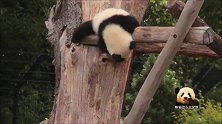 熊猫宝宝梦圆抱着树干爬上爬下的，软糯至极的背影实在是萌