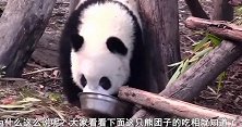 熊猫现场直播吃小笋笋，期间还自我放空，呆萌模样让人受不了