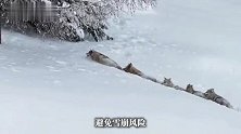 摄影师在新疆拍到“狼群在头狼的带领下拱雪前行”