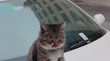 发现一只流浪的狸花猫在我车上休息，小家伙很乖巧，打算带它回家
