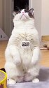 你们觉得像吗创作灵感 成长力计划 萌宠 猫 萌宠嘉年华