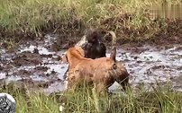 猎犬VS豪猪，一场恶战过后，这场面不忍直视！