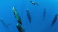 海底漂浮着许多“浮木”，原来是鲸鱼在睡觉