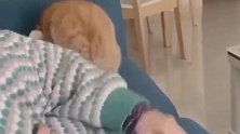 猫：是谁，到底是谁，有本事你光明正大的打啊