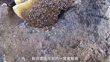 树洞里面发现巨大的一窝野蜜蜂，带上工具来挖美味的土蜂蜜了