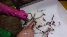 大妈街边卖生猛海鲜，趁着没死透端上桌，顾客：还在动呢！