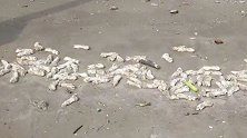 上万只猪蹄铺满东莞海滩！水务局：已在清理中 猪蹄来源尚不明