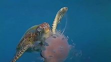 海龟吃水母难道不怕中毒吗？