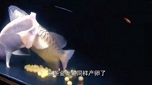 金龙鱼艰难产卵，却被雄鱼一口吞了，男子怒了-给老子吐出来！