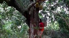 村花最爱吃菠萝蜜了，就算高高在上，也要爬树摘下来吃