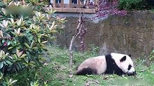 大熊猫绩笑不跟绩丽麻麻吃播换盆盆奶,躲在这祸害小树,太皮了!
