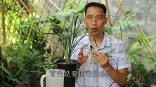 想让烂根的兰花快速恢复长新根，就要这些根全部剪掉