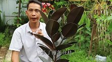 养橡皮树，经常砍一刀，分枝就会越来越多