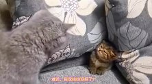 爆笑：不愧是我的孩子，都开始返祖了！