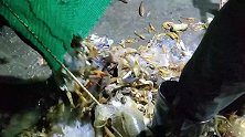 深海捕捞到传说中的皇帝虾，非常珍贵的品种，特别惊喜