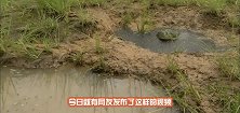 小蝌蚪马上就要被干死，看看牛蛙爸爸是如何机智的拯救孩子
