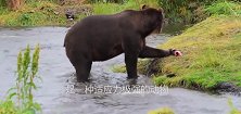 狗熊生存极具套路，带小熊爬悬崖毫无畏惧，镜头记录全过程