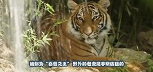 动物园将活驴抛入了老虎园中，场面惨烈，网友：违背了人道主义
