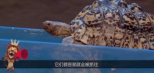 倒了血霉的陆龟，居然碰上了平头哥，再硬的壳都没有用