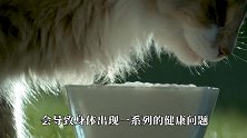 猫咪小口喝水，高倍镜下看清如何喝水，镜头记录全过程！