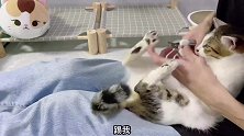 挑战一次给九只猫剪指甲，猫咪们气到学狗叫骂街