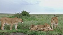 幼狮就像小孩子一样，一直缠着自己的母亲，雌狮却几乎从不生气