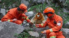 可可爱爱！森林消防员巡护途中偶遇成群金丝猴：伸手抢食憨态可掬