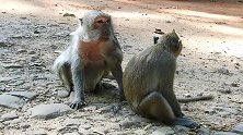 最老的猴子蒂玛和多尼在一起，做什么呢