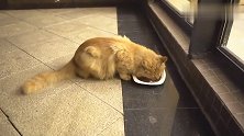 十个橘猫九个胖！看它这一顿的食量就知道这说法一点都不假！