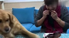 豆爸要吃东西，下一秒金毛豆豆的举动令人出乎意料，都忍住别笑
