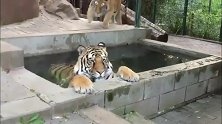 老虎在水池里发呆同伴从背后偷袭它，原来老虎也有这么幼稚的一面