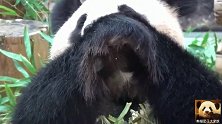 熊猫良浜沉浸在吃吃吃吃吃的幸福中，霸气又呆萌的神态可爱至极
