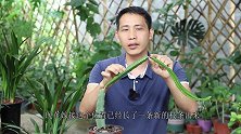 盆栽火龙果，这些上盆技巧要牢记，新枝条呼呼的长