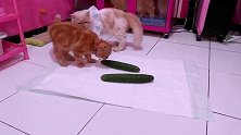 你这主人真是会逗猫咪，看这猫咪好奇的样子，真是可爱！