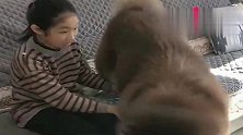 小主人想要抱抱阿拉斯加，狗狗却拒绝了她，主人表示很无奈