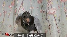 鸽子学啄食，主人有“套路”，小鸽子真幸福，长大后能黏人吗