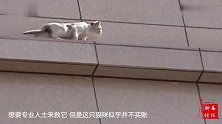 猫的弹跳力有多惊人7米高的楼，跳下来毫发无伤