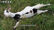 世界上最“胆小”的动物，一受到惊吓就会昏倒！网友：羊癫疯
