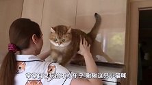 成精黑猫恶趣味 每天以吓白猫为乐，太皮了