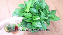 给花喝点“食醋”叶绿花艳，越长越茂盛，实用又厉害