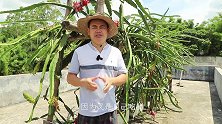 火龙果花果期，处理害虫不方便用药？教你两招，安全有效，不用药
