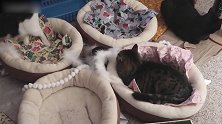 好多只猫咪啊，看这自玩自得的样子，真是好可爱呢！
