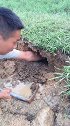 小伙在田边见到几个洞，挖开以后感觉是挖到甲鱼窝了