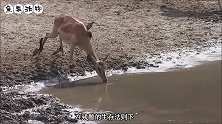 角马被鳄鱼死死咬住，同伴却坐视不理，让人意外的事情出现了