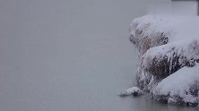 大雪天来袭，黑颈鹤群围在一起取暖，就像会动的水墨画一样