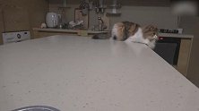 卧在桌边的猫咪，这懒洋洋的样子，萌的我心都化了！